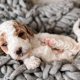 Sirius - Parti Goldendoodle puppy in Corona, California from West Coast Goldendoodles