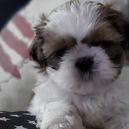 Affenpinschers from Shit tzu