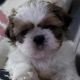 Affenpinschers from Shit tzu