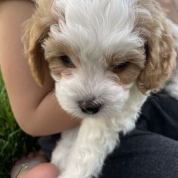 Cavapoo Puppies from Ellas.Pups