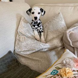 Dalmatian Puppies from CCX River City Dalmations