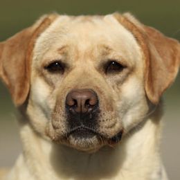 Labrador Retrievers from Lone Desert Labradors