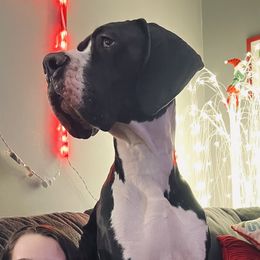 Anubis - Great Dane