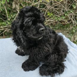 Cocker Spaniel puppies from D&D Hill Country Cockers and Chihuahuas