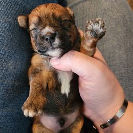 Green Yorkipoo pom Male - male Yorkipoo puppy in West Enfield, Maine from GRIFFEY'S SPA AND KENNEL
