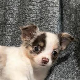 Stuart - White male Chihuahua puppy in Seneca, Missouri from Stephanie’s Puppy Colony