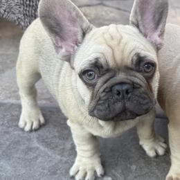 French Bulldog Puppies from Yellowstone Frenchies