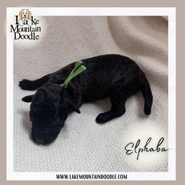 Elphaba - Blue female Australian Labradoodle puppy in Eagle Mountain, Utah from Lake Mountain Doodle