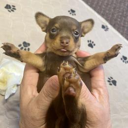 Prague Ratter Puppies from North Star Gem’s Prague Ratters