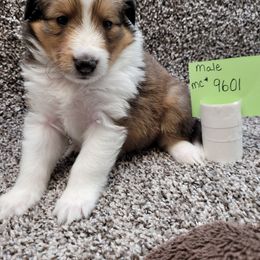 Shetland Sheepdog Puppies from Jones Stacy
