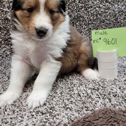 Shetland Sheepdog Puppies from Jones Stacy