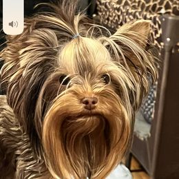 Hazel - Yorkshire Terrier