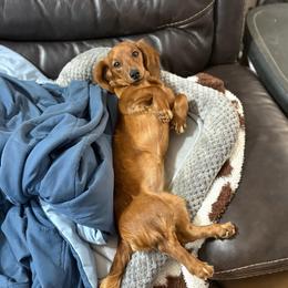 Peaches - Red female Dachshund puppy in Lubbock, Texas from It’s a Hot Mess