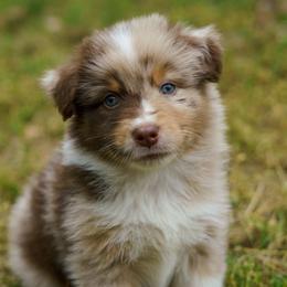 Bootcut - Red merle male Australian Shepherd puppy in Bumpass, Virginia from Glitterati Australian Shepherds