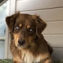 Australian Shepherds from Swingin W Australian Shepherds