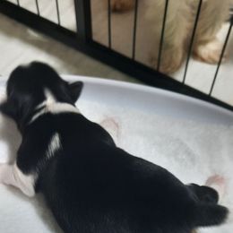 Rico - Parti male Yorkshire Terrier puppy in Hartford City, Indiana from Dare to Dream Yorkies