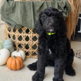 Yellow Green - female Golden Mountain Doodle puppy in Leander, Texas from Olive Grove Doodles