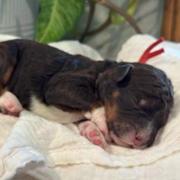 Red - Tri-color male Bernedoodle puppy in Hesperia, Michigan from Red Acres Poodles & Doodles