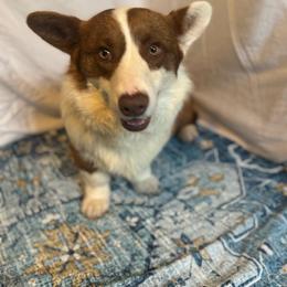 American Corgi puppies from Serendipity Corgi's