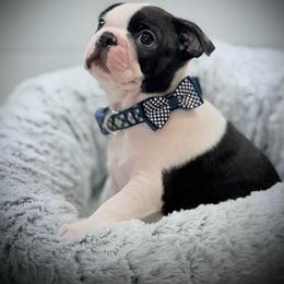 Teddy Bear - Black and white male Boston Terrier puppy in Edgewater, Florida from Bluewater Bostons