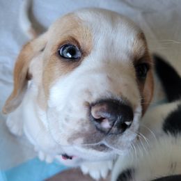 Basset Hound Puppies from Baggy Butt Bassets