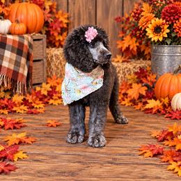 Cher - Silver female Poodle puppy in Lookout, California from Rossiter Poodles