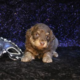 Ginger - Red phantom female Aussiedoodle puppy in Springfield, Missouri from Aspen River Doodles