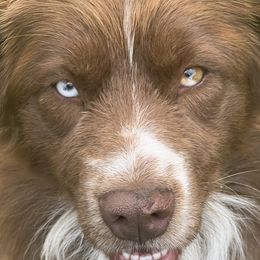 Punky - Red & white Miniature Australian Shepherd puppy in Rathdrum, Idaho from Bit O' Bliss Aussies LLC