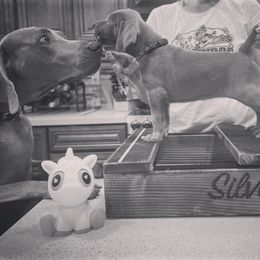 German Shorthaired Pointer and Weimaraner Puppies from SilverBay GunDogs