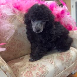Bells - Silver female Poodle puppy in Lake Elsinore, California from Amber's Bichon Frise and Poodles