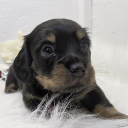 Girl 2 - Black and cream female Dachshund puppy in Mt. Sterling, Illinois from Doxie Do's