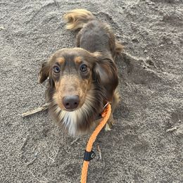 Abu - Dachshund
