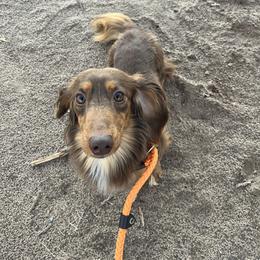 Abu - Dachshund