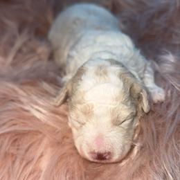 BLUEY - Parti male Goldendoodle puppy in Etna, California from SRS Goldendoodles