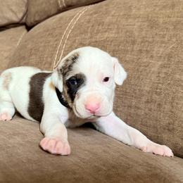 Boy 1 - Blue merle male Catahoula Leopard Dog puppy in Peyton, Colorado from Gunslinger Catahoulas