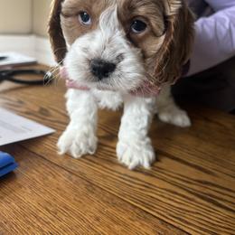 Jay - Blenheim male Cavapoo puppy in Burke, New York from Patti’s Puppies