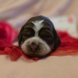 Windy - Red and white female English Springer Spaniel puppy in Cookeville, Tennessee from Krossroads Kennel
