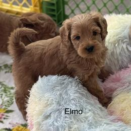 Elmo - Red male Australian Labradoodle puppy in Londonderry, New Hampshire from Granite State Labradoodles