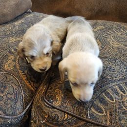 Dachshund puppies from Dixie Doxies