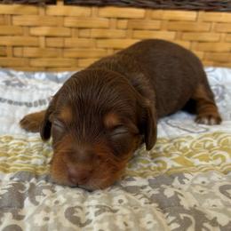 Abby - Chocolate and tan female Dachshund puppy in Dobson, North Carolina from Oakleys Dachshund Haven