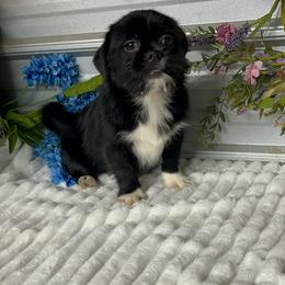 Baby - Black male Companion Cross puppy in Elgin, South Carolina from Silver Bells Paw Prints