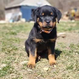 Rottweiler Puppies from Harris Hill Rottweilers