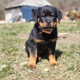 Rottweiler Puppies from Harris Hill Rottweilers