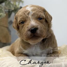 CHARGER - Black collar - Apricot male Goldendoodle puppy in Watertown, New York from True Friend Doodles