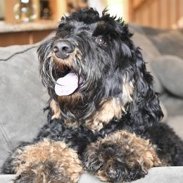 Stormy - Australian Labradoodle