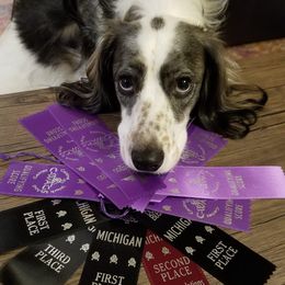 Companion Cross Puppies from Mandala Dogs