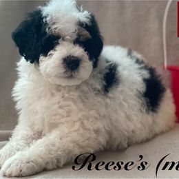 Bernedoodle Puppies from Willow’s Bernedoodle Angels