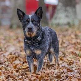 Harley - Australian Cattle Dog