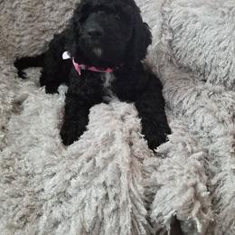 Poodle Puppies from A &A Pinedale Woods Standard Poodles
