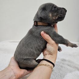 Gunner - Blue male Great Dane puppy in Edinburg, Texas from Chestnut Great Danes